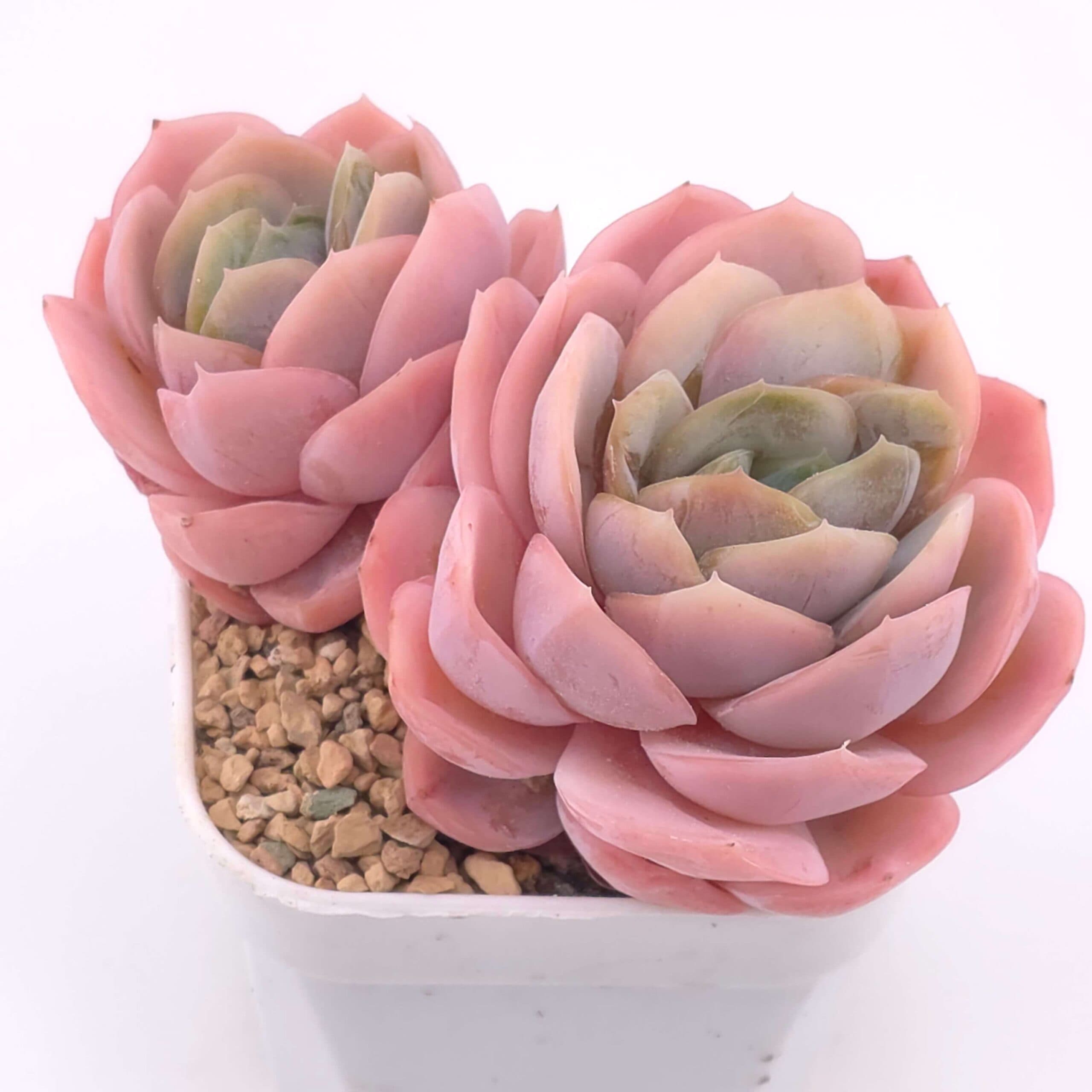 Echeveria ‘Blue Surprise’ double | 藍色驚起雙 - View 1