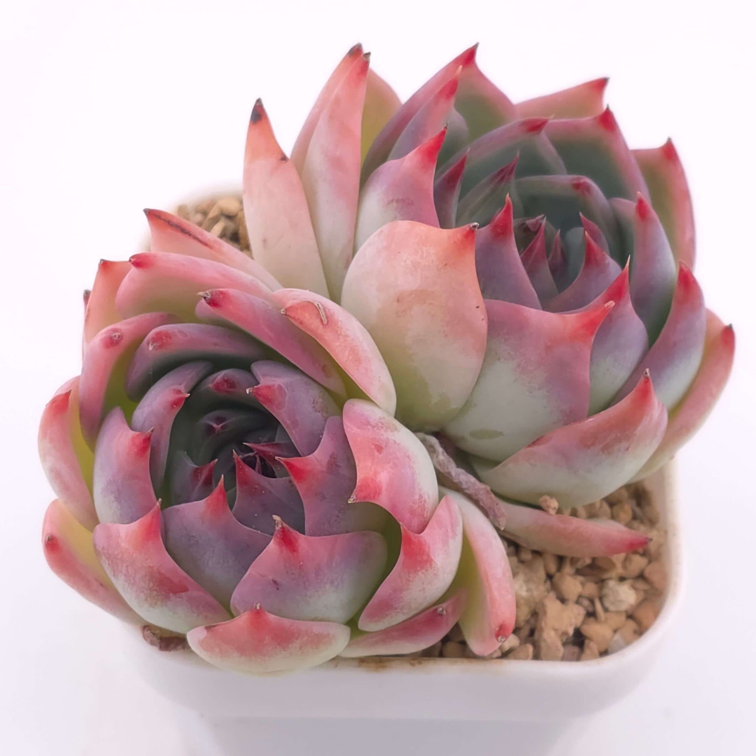 Echeveria chihuahuaensis double | 吉娃娃雙 - View 1