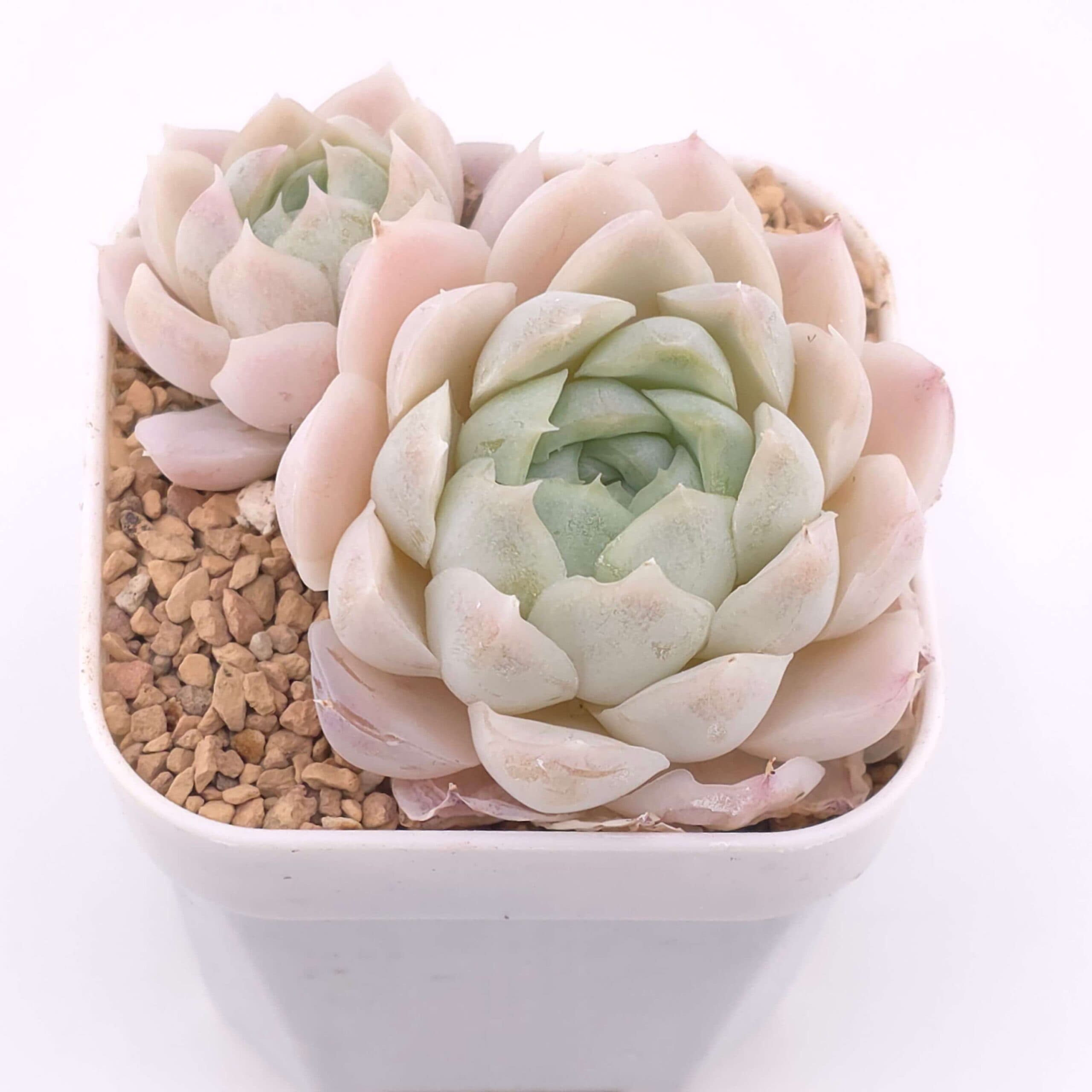 Echeveria 'Elegans Alba' double | 白月影雙 - View 1