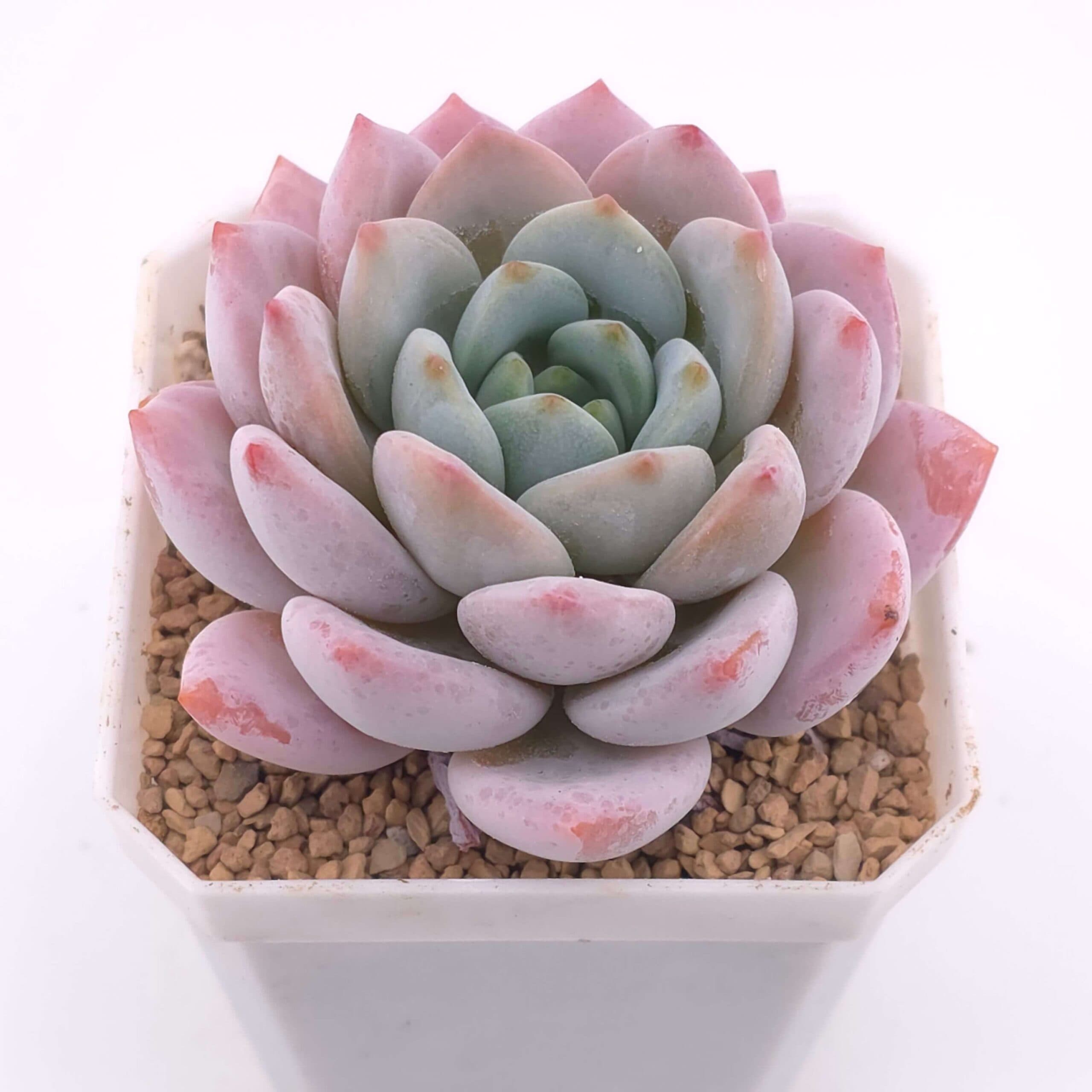 Echeveria 'Snow Angel' | 雪天使 - View 1
