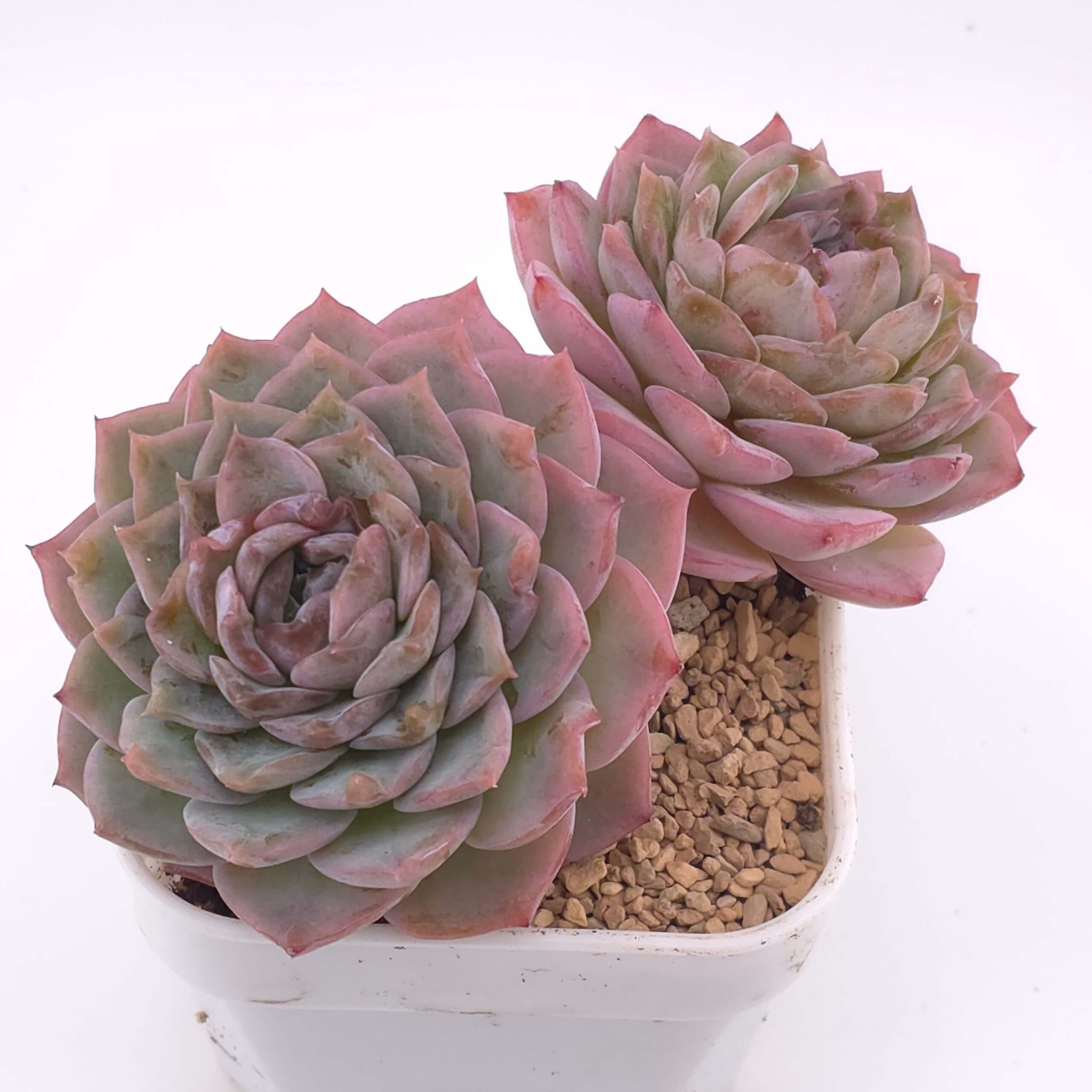Echeveria 'Amazing Grace' double | 恩寵雙 - View 1