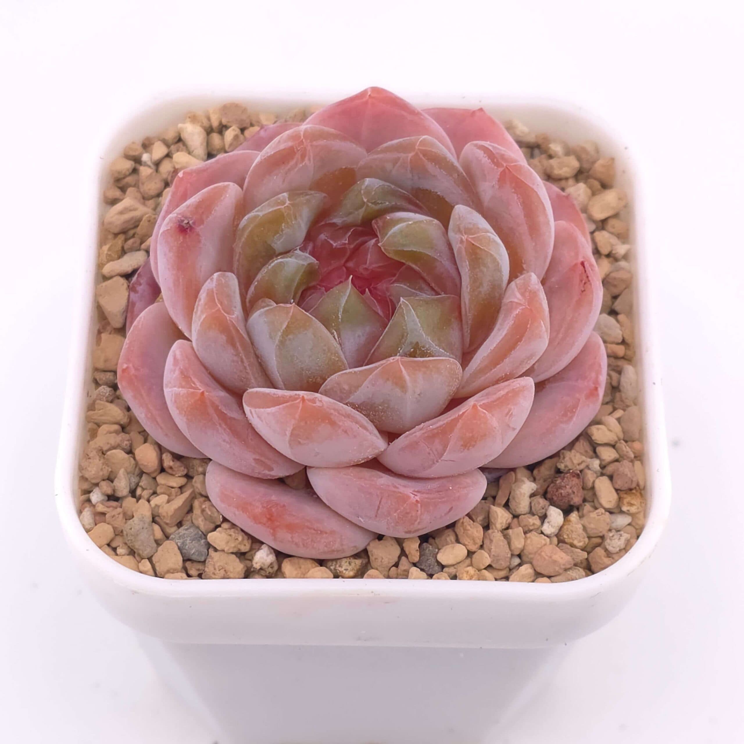 Echeveria 'Purple Rain' | 紫雨 - View 1