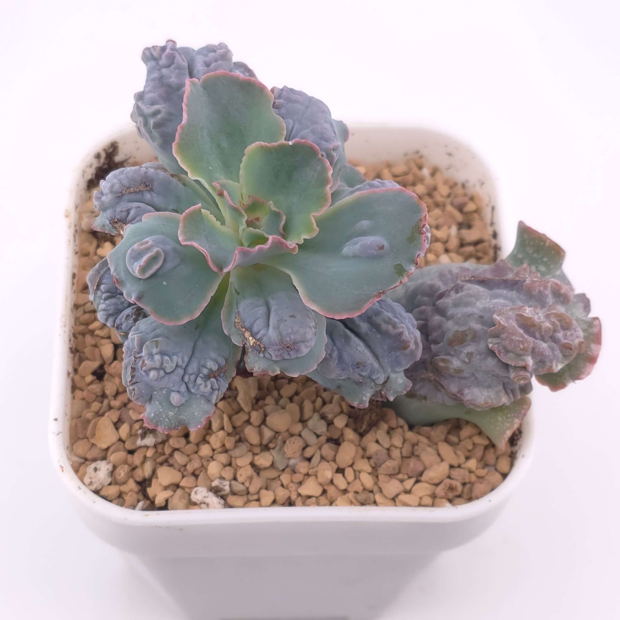 Echeveria 'Linguas' | 靈蛇 - View 1