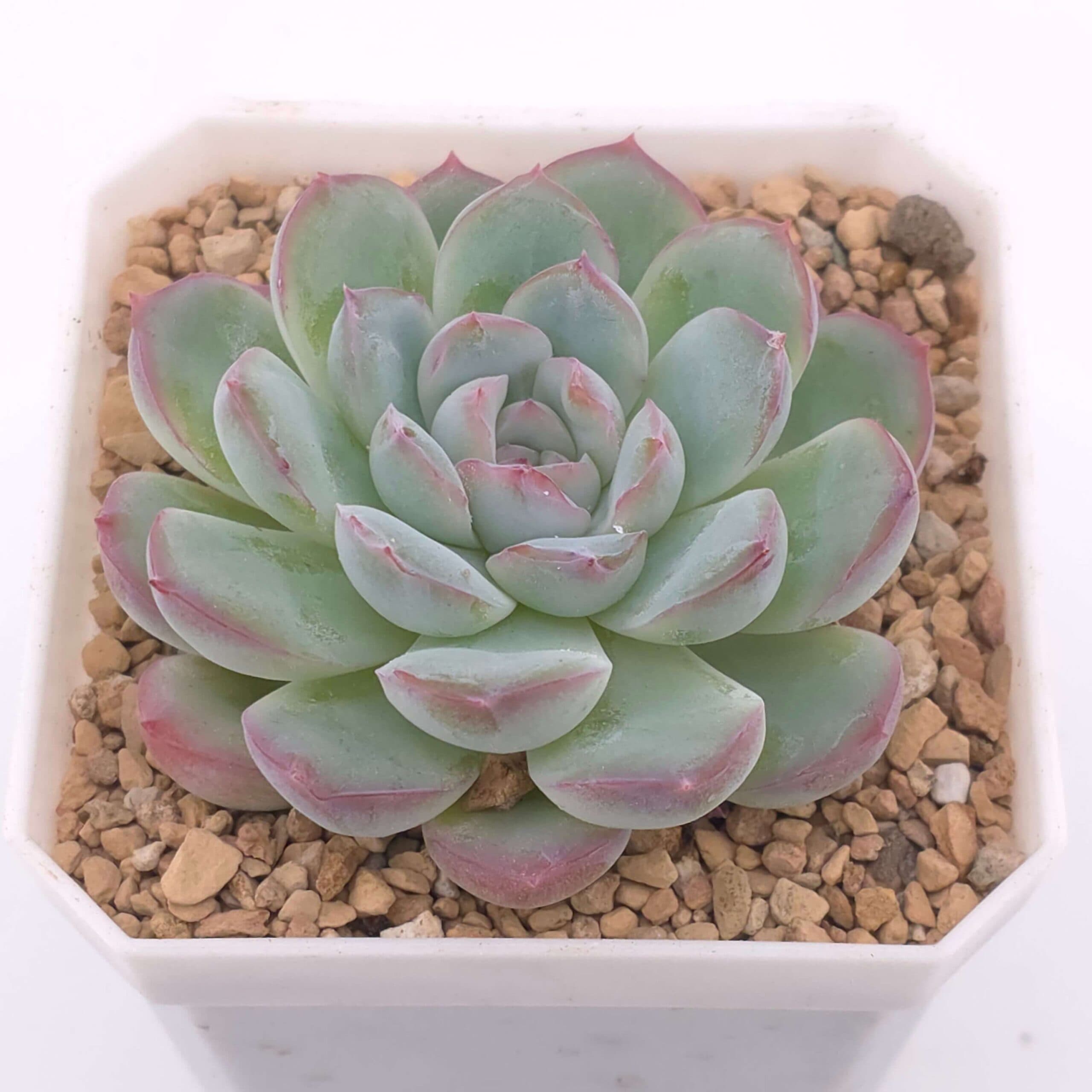Echeveria 'Pink Line' | 粉線石蓮 - View 1