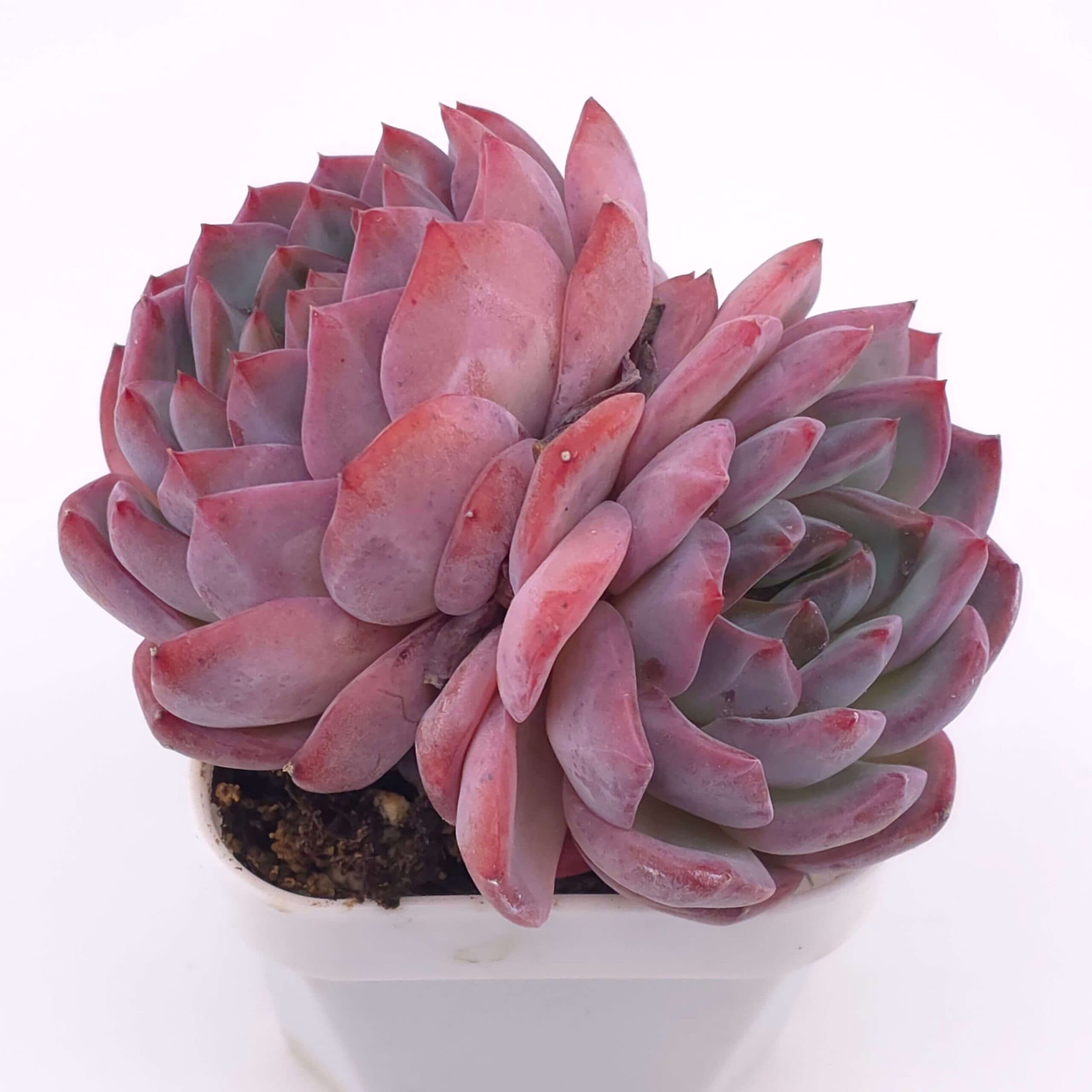 Echeveria 'Lip Gloss' double | 唇彩雙 - View 1