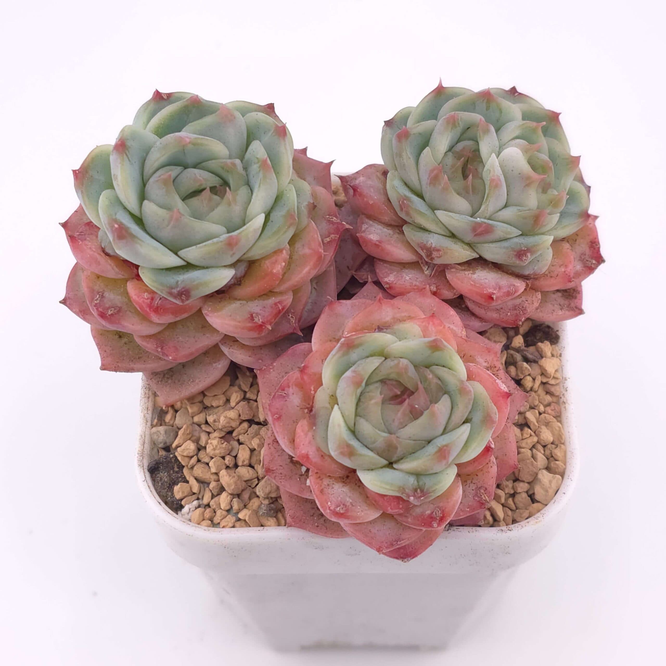 Echeveria 'Red Velvet' clustering | 天鵝絨群 - View 1
