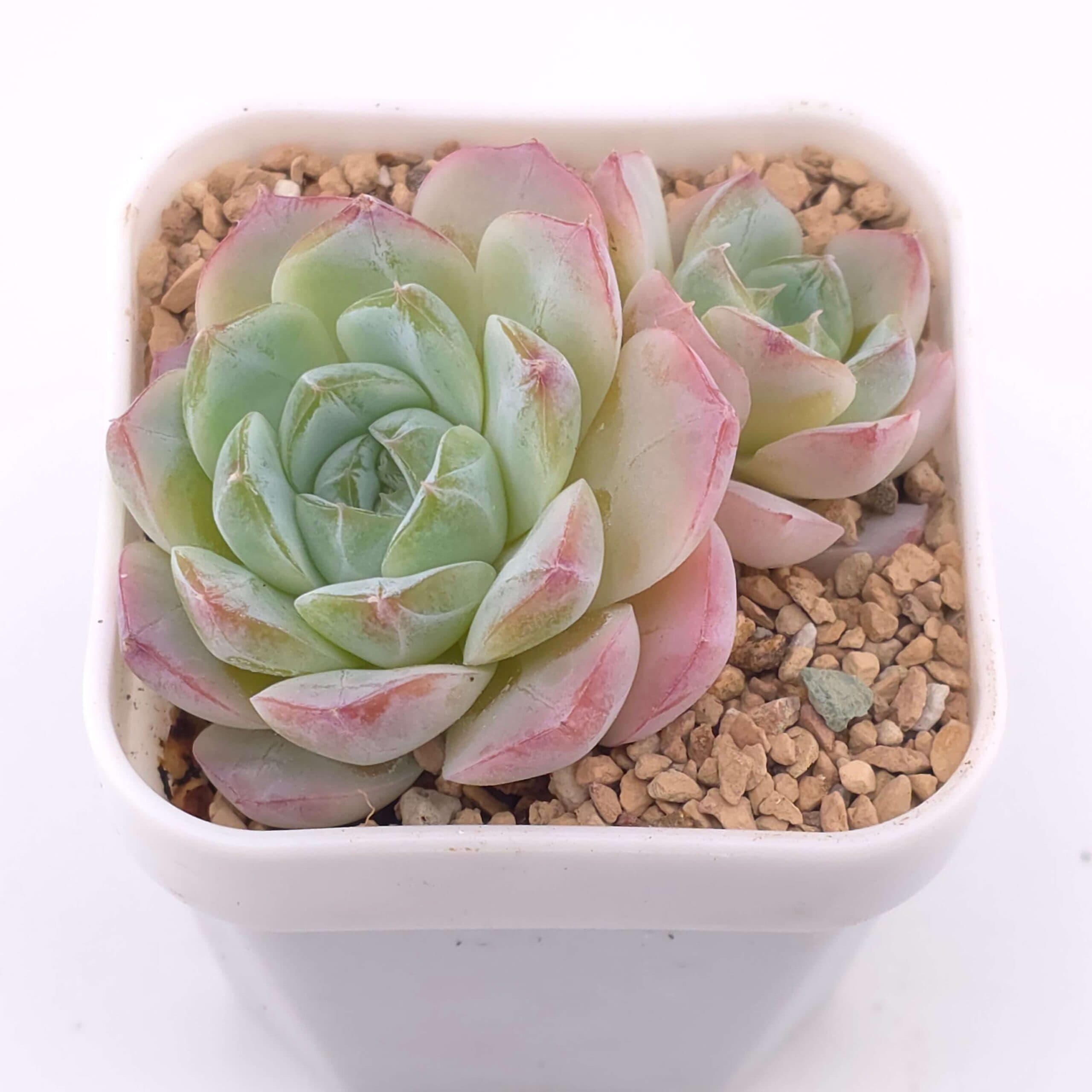 Echeveria spp. double | 石蓮雜雙 - View 1