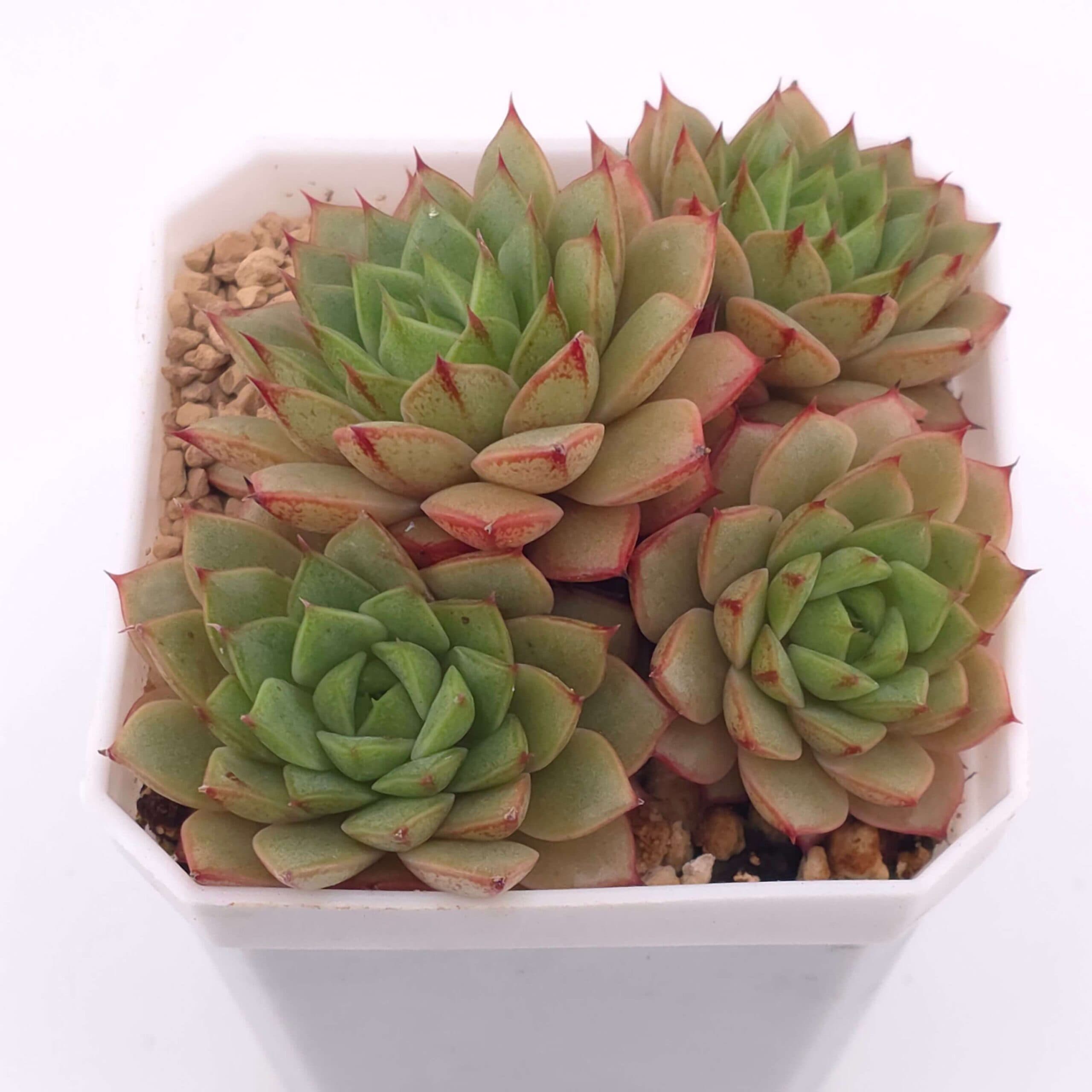 Echeveria 'Spring Rain' | 春雨 - View 1