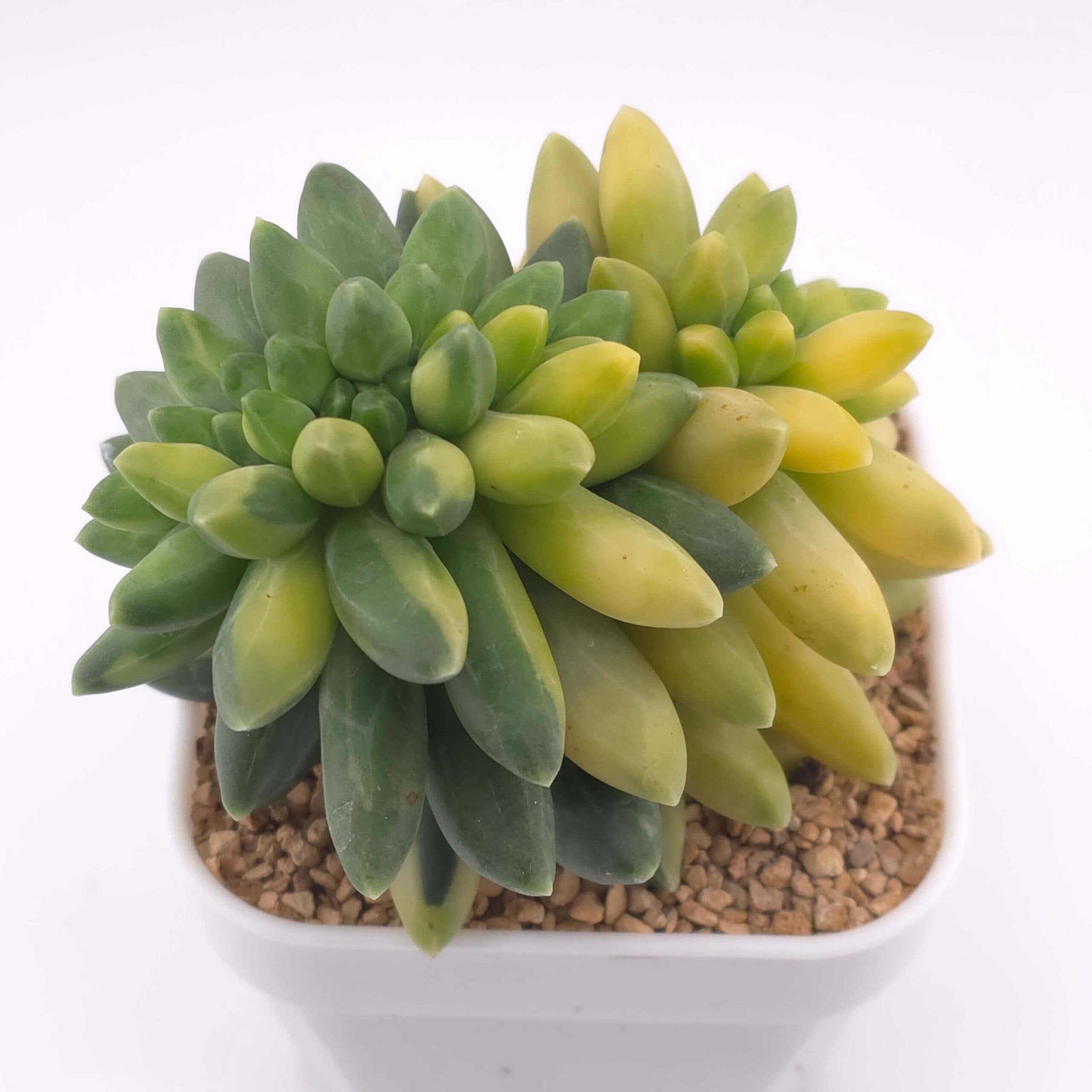 Pachyphytum compactum variegated | 千代田之松錦 - View 1