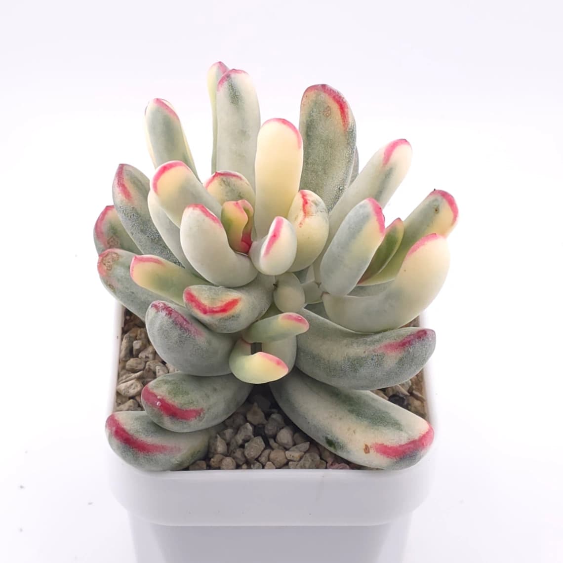 Cotyledon orbiculata cv. variegated (long leaf ver.) | 棒葉福娘錦