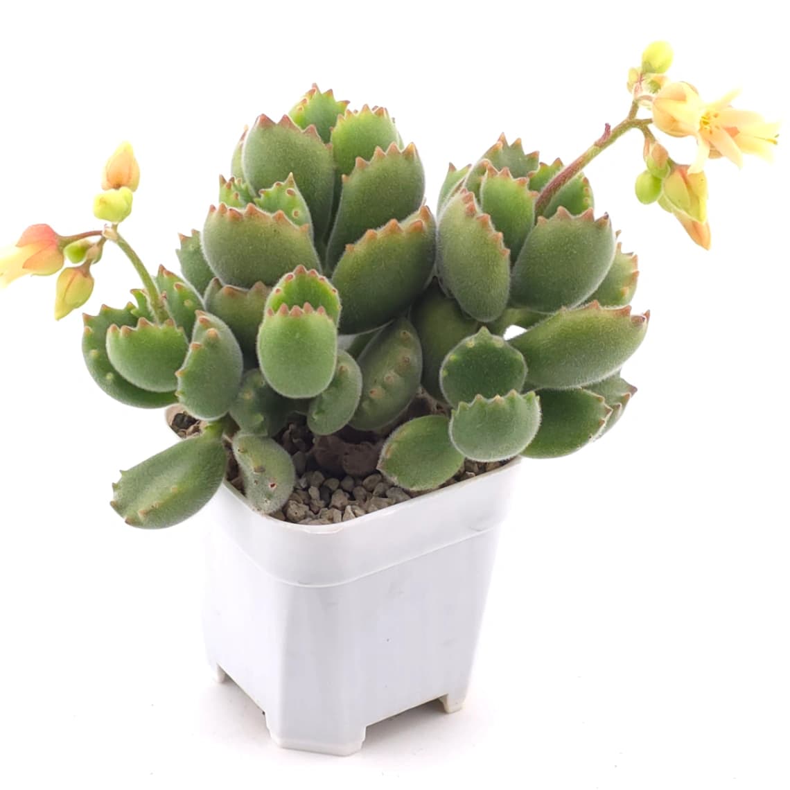 Cotyledon tomentosa ‘Bear’s Paw’ | 綠熊 / 熊童子