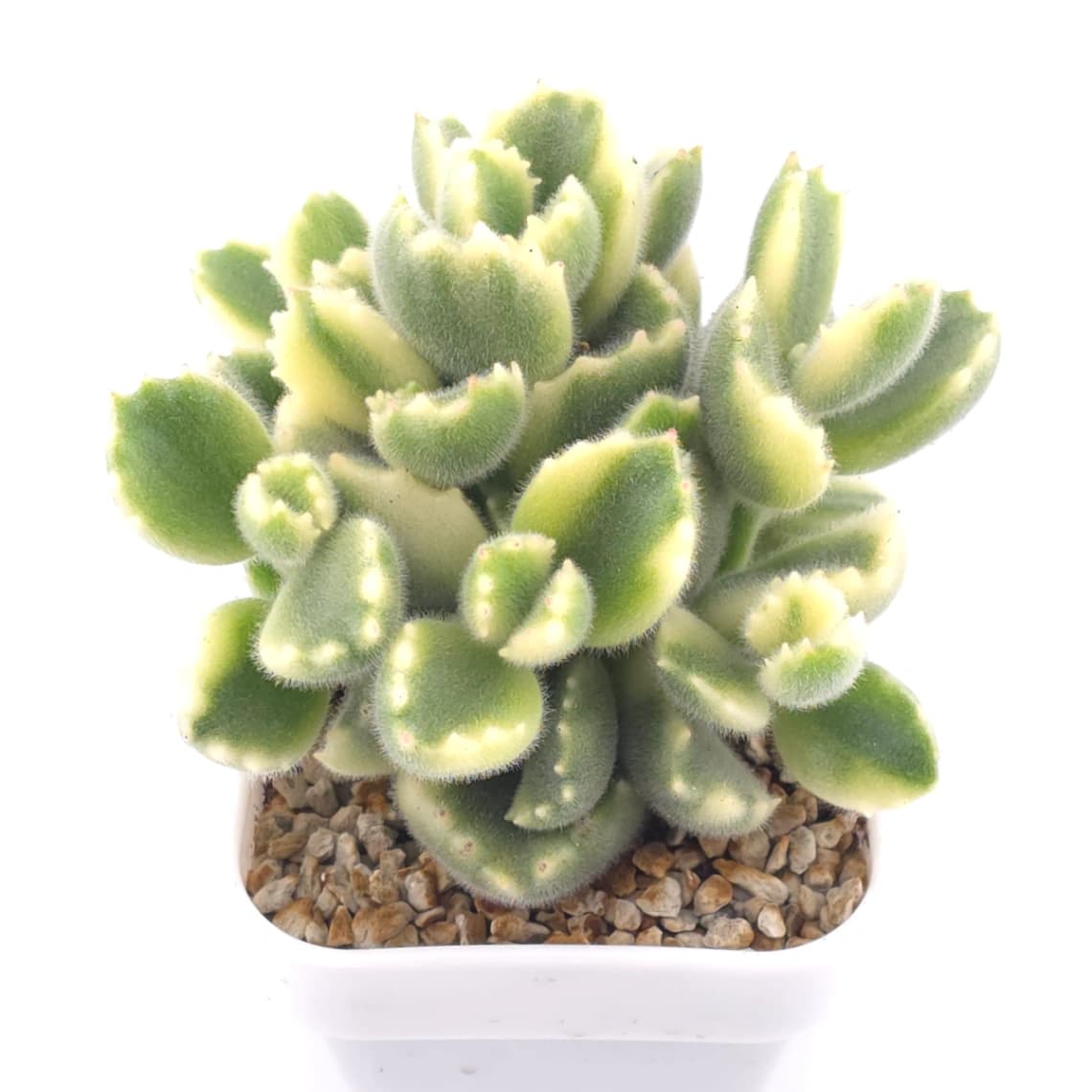 Cotyledon tomentosa ‘Bear’s Paw’ variegated | 白熊