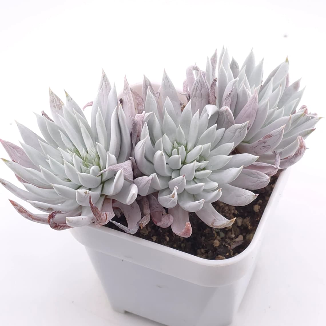 Dudleya nubigena | 努比吉娜 - View 1