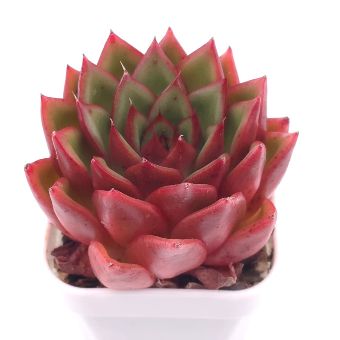 Echeveria agavoides ‘Red Edge’ | 紅邊冬雲 - View 1