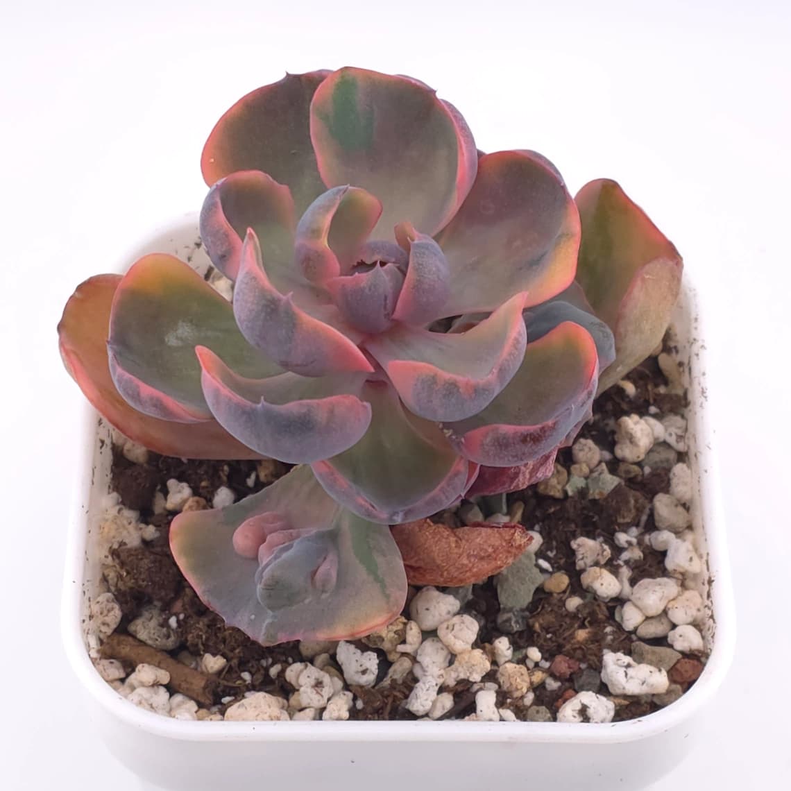 Echeveria ‘Beyonce Rainbow’ | 碧昂斯彩虹錦 - View 1