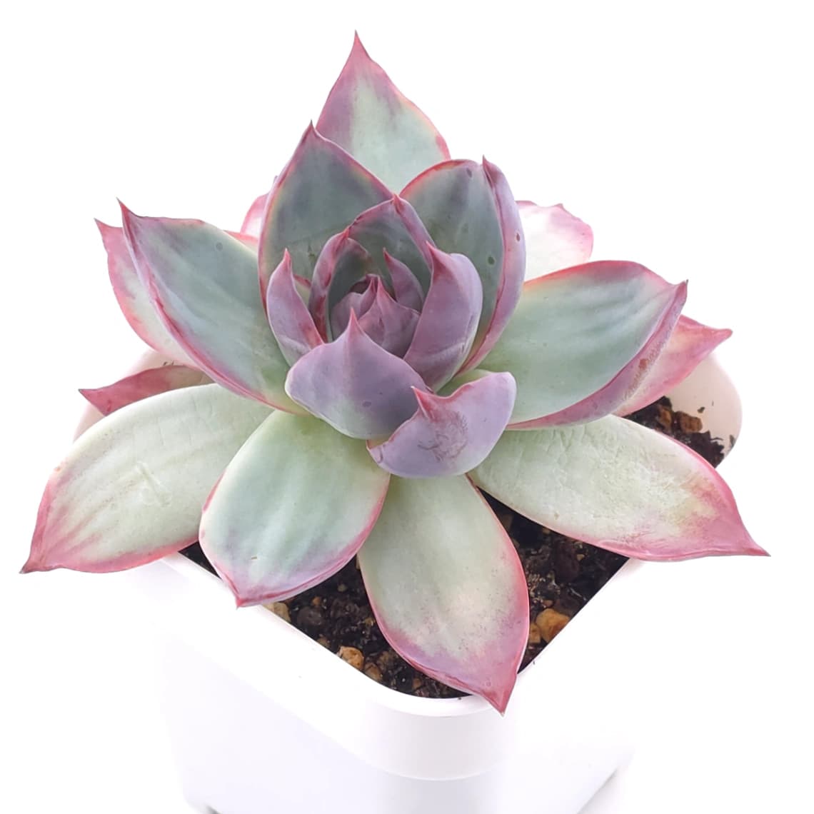 Echeveria ‘Casio’ variegated | 卡西歐錦 - View 1