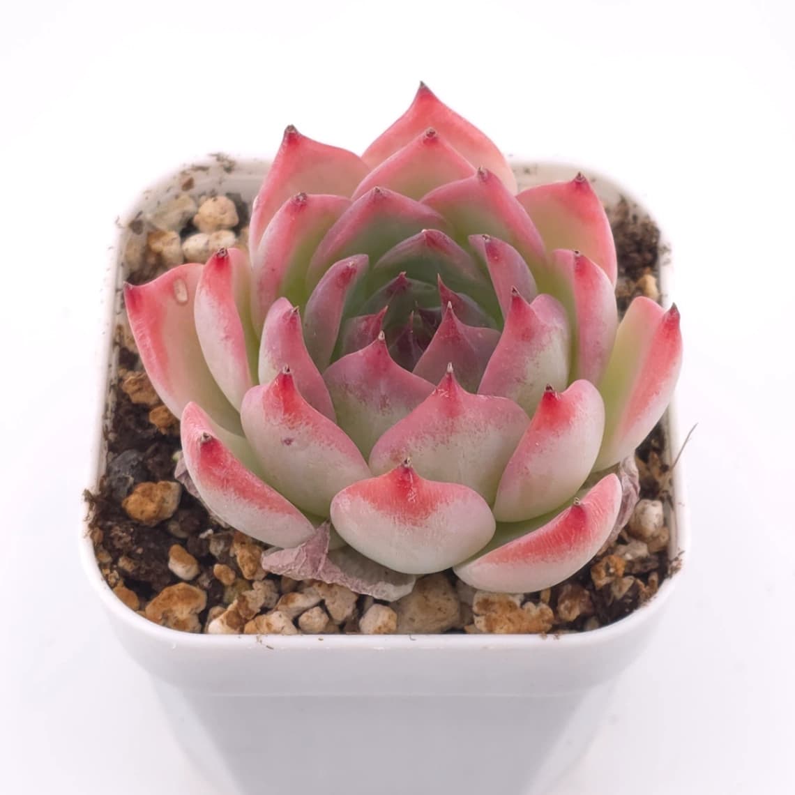 Echeveria chihuahuaensis | 吉娃娃 - View 1