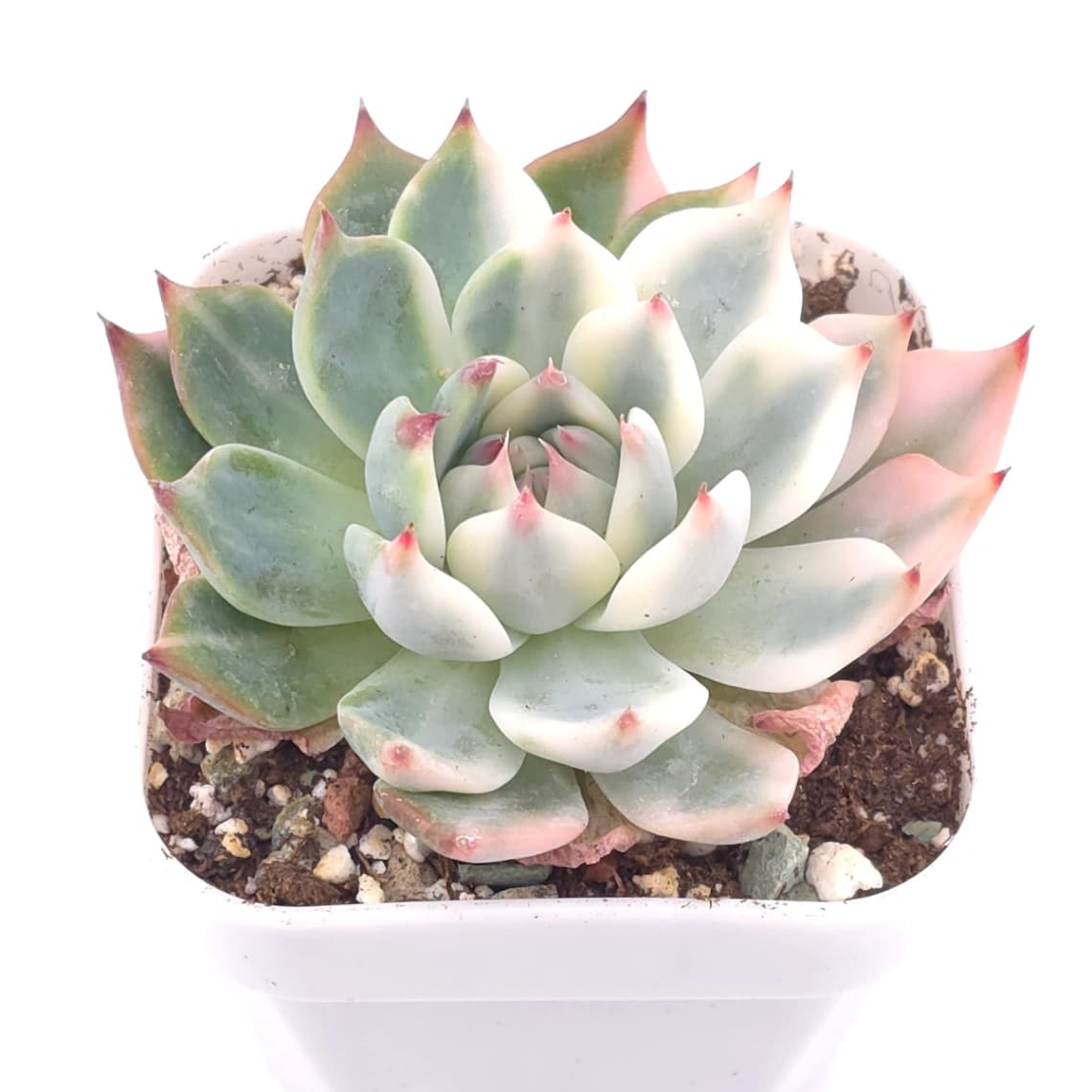 Echeveria chihuahuaensis variegated | 吉娃娃錦 - View 1