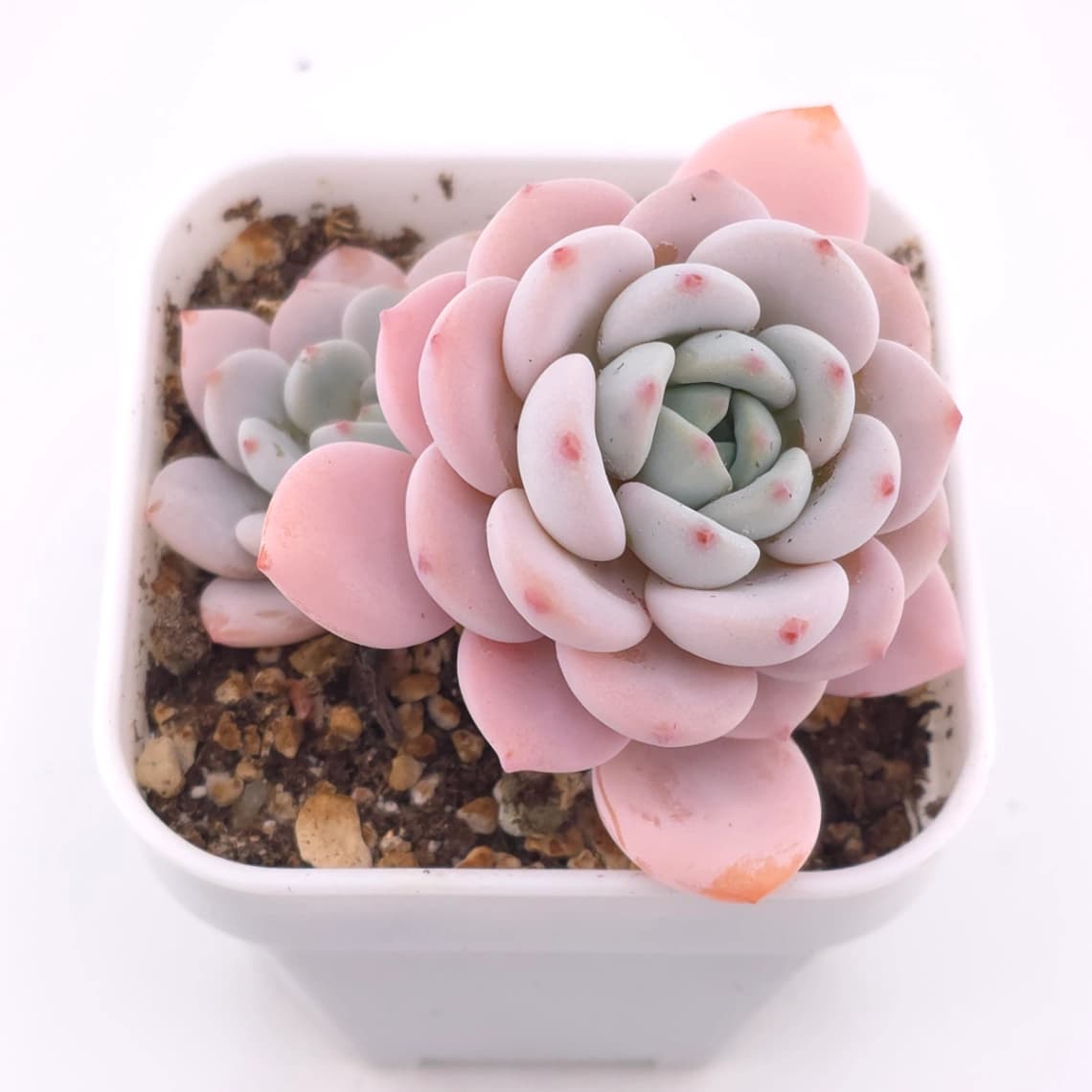 Echeveria ‘Cream Tea’ | 奶茶 - View 1