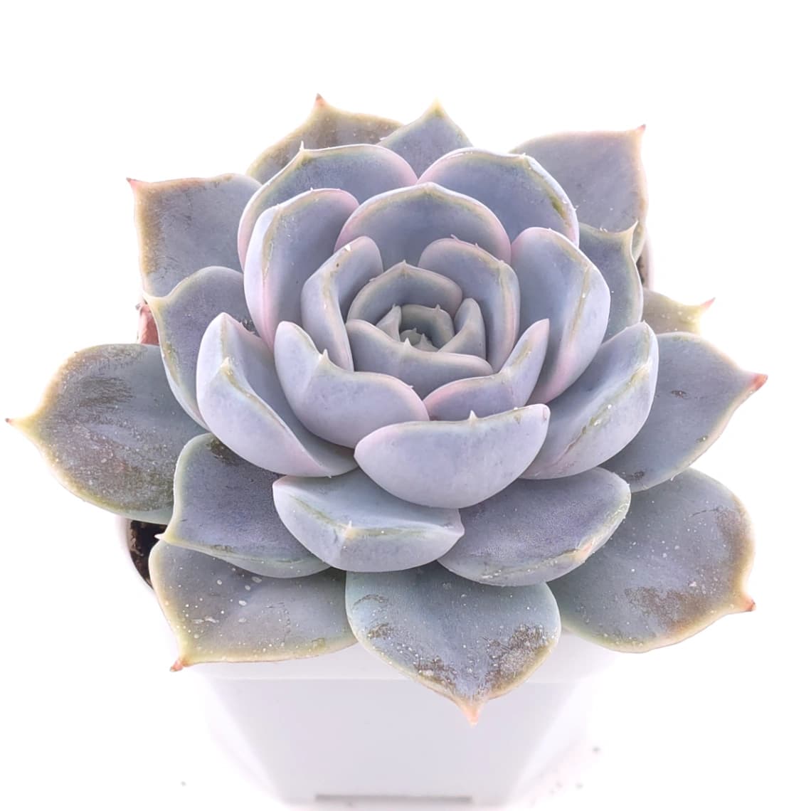 Echeveria ‘Domingo’ | 多明戈 - View 1