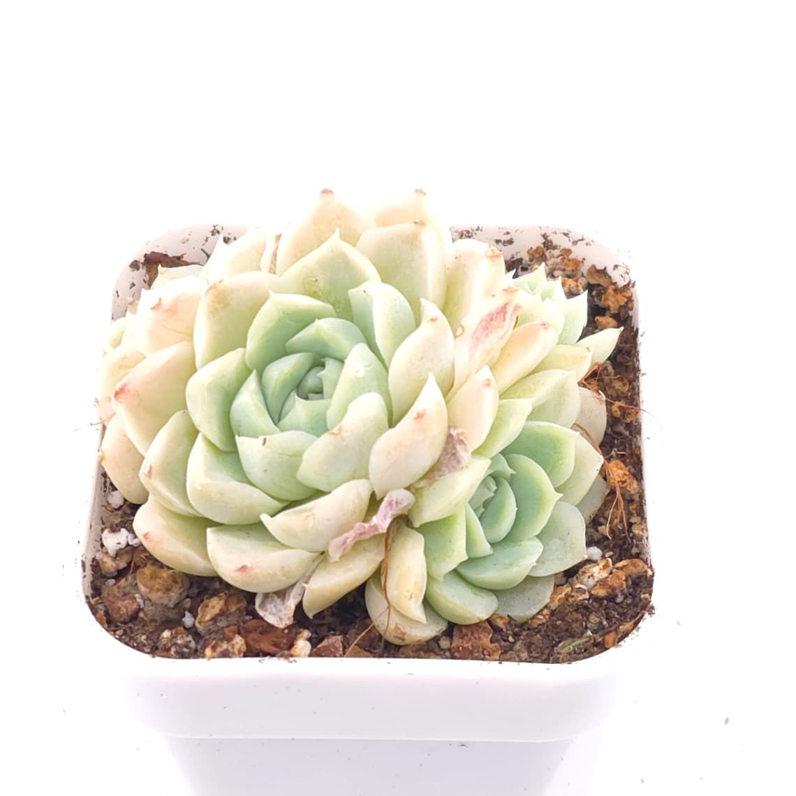 Echeveria elegans ‘Alba’ | 白月影 - View 1
