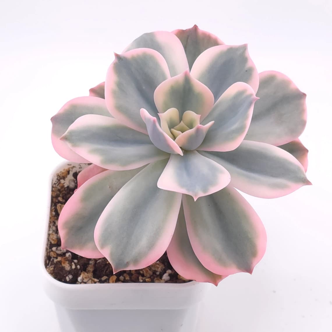 Echeveria ‘Imbricata’ variegated | 七福神錦 - View 1