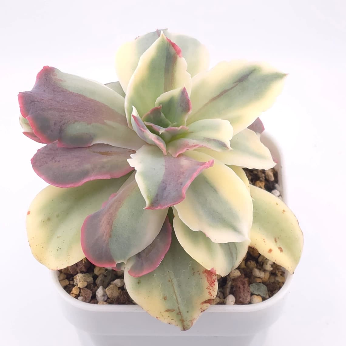 Echeveria ‘Japan Moon River’ variegated | 月亮河錦 - View 1