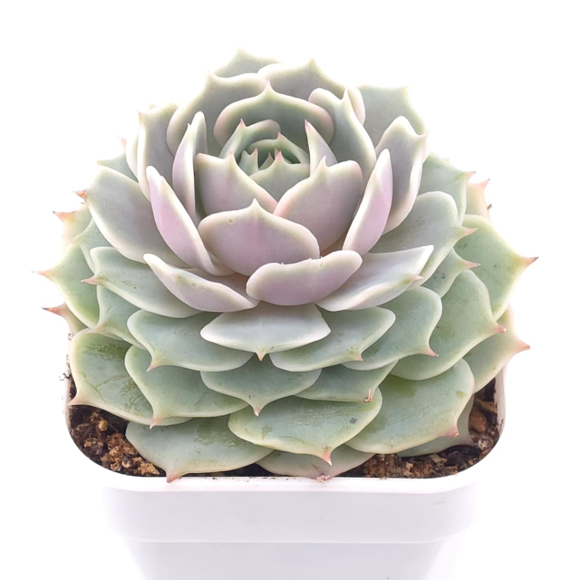 Echeveria ‘Lola’ | 露娜蓮 - View 1