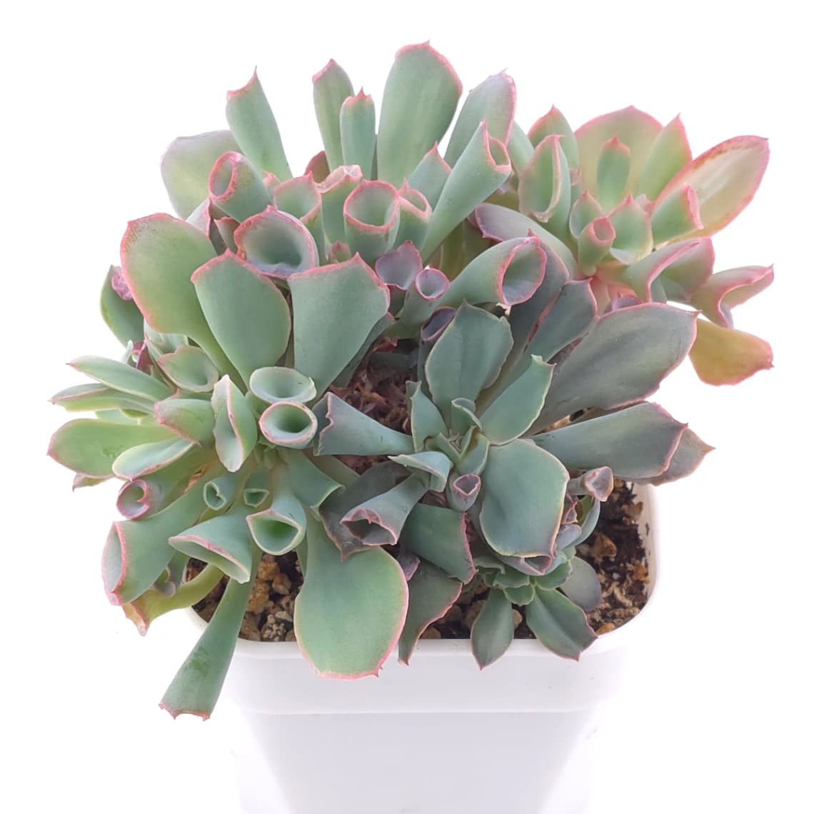 Echeveria ‘Magic Flute’ / ‘Trumpet Pinky’ | 魔笛 - View 1