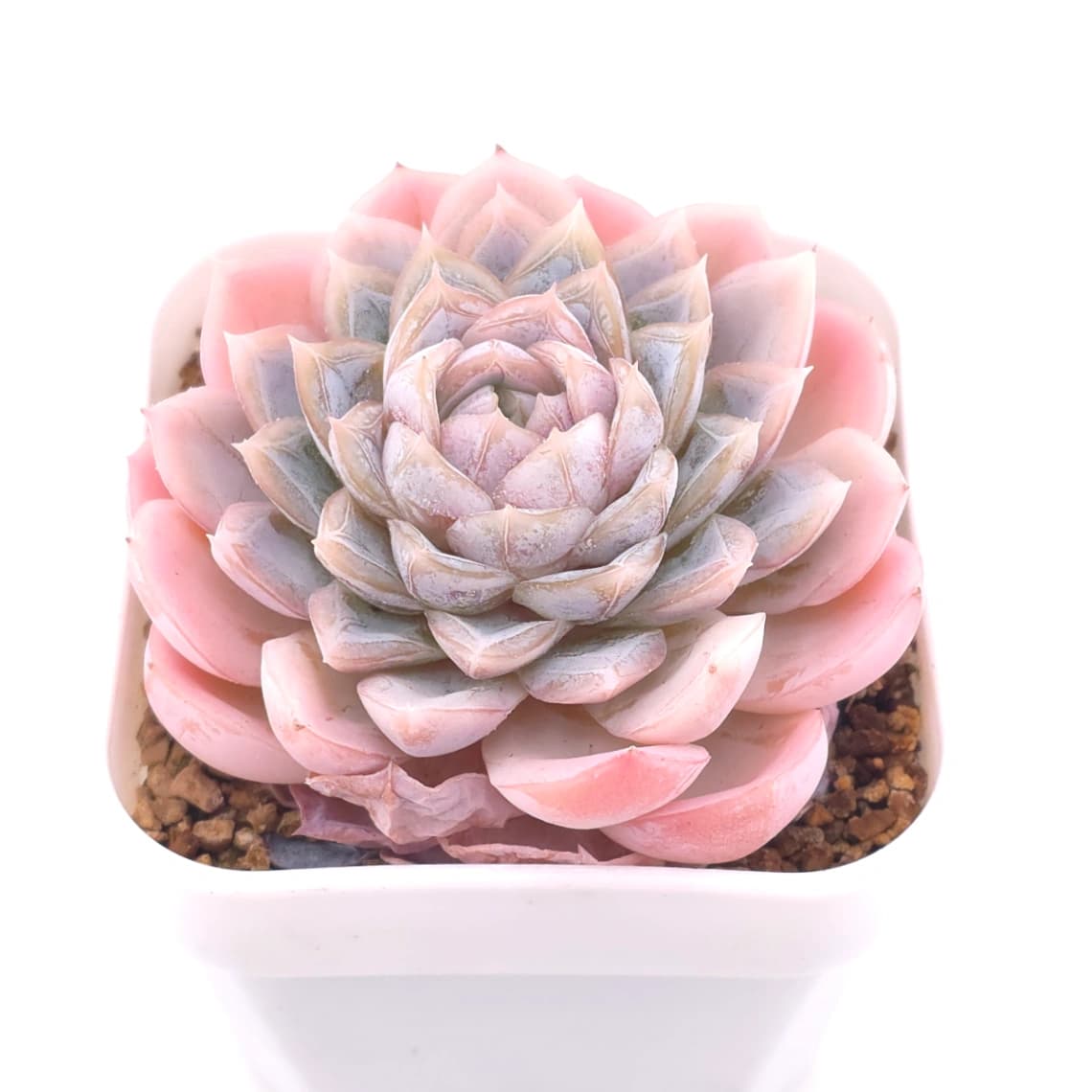Echeveria ‘Mexican Snowball’ | 墨西哥雪球 - View 1