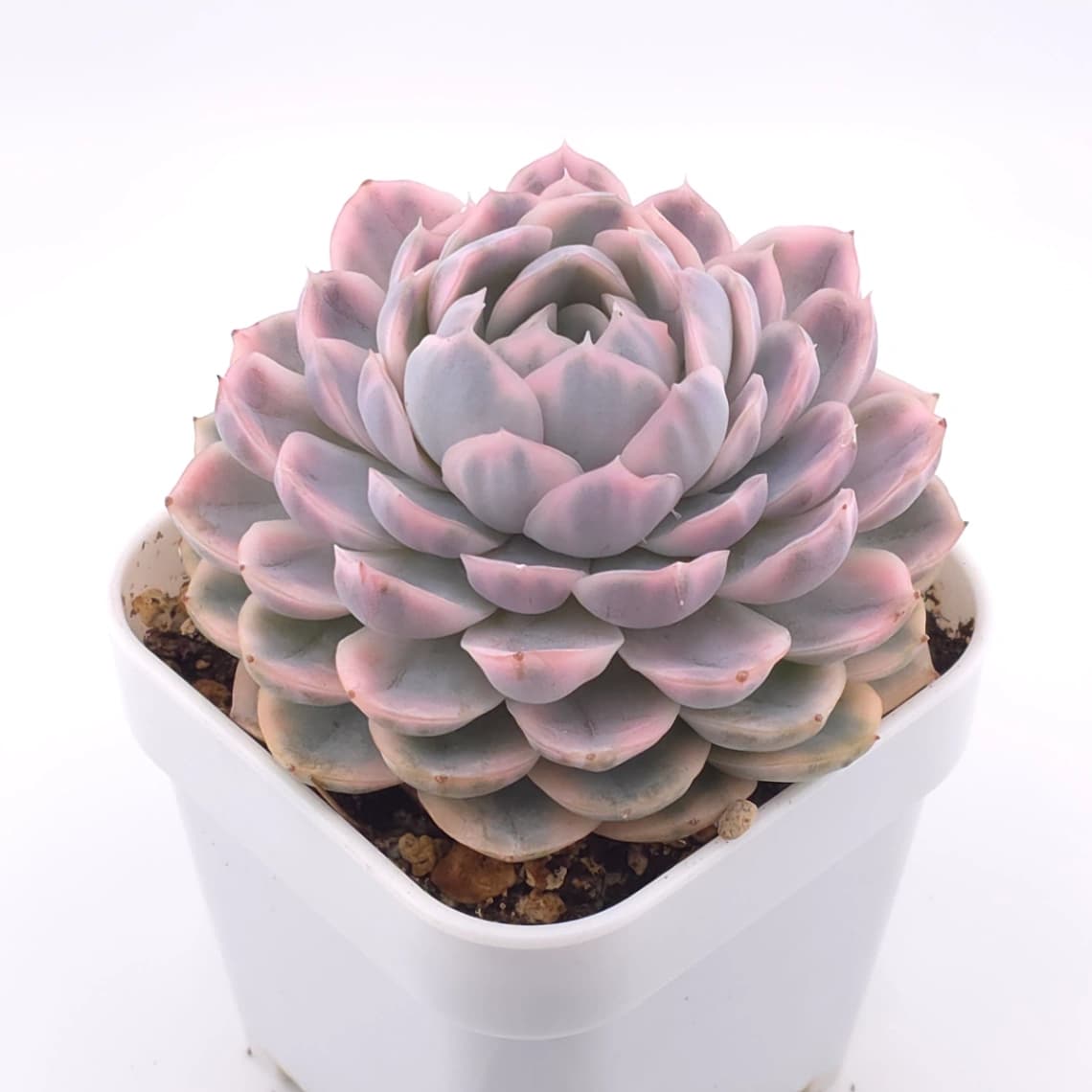 Echeveria ‘Mexican Snowball’ variegated | 墨西哥雪球錦 - View 1