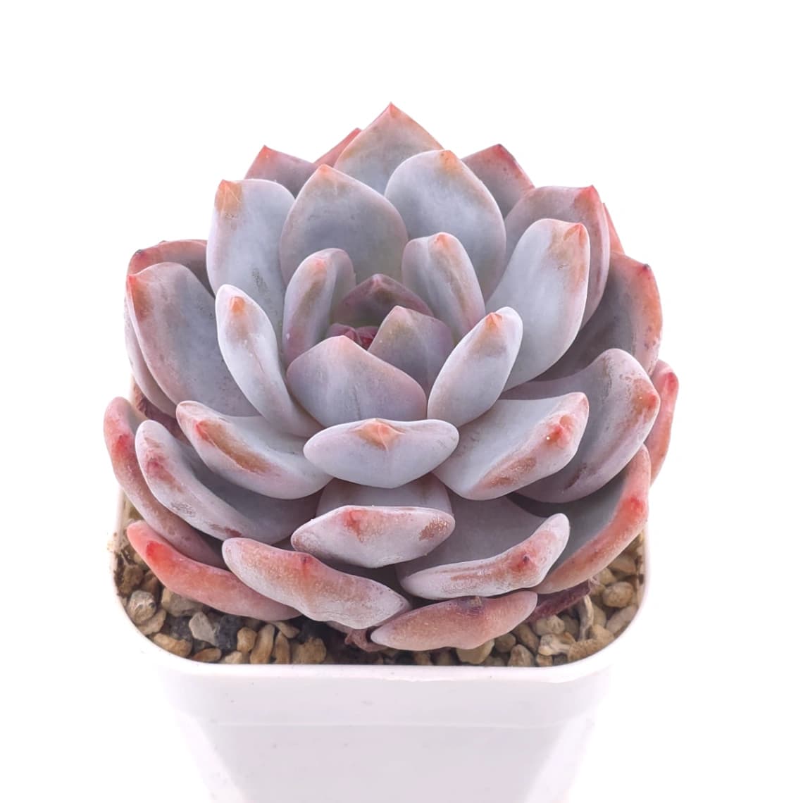 Echeveria ‘Orange Monroe’ | 橙夢露 - View 1