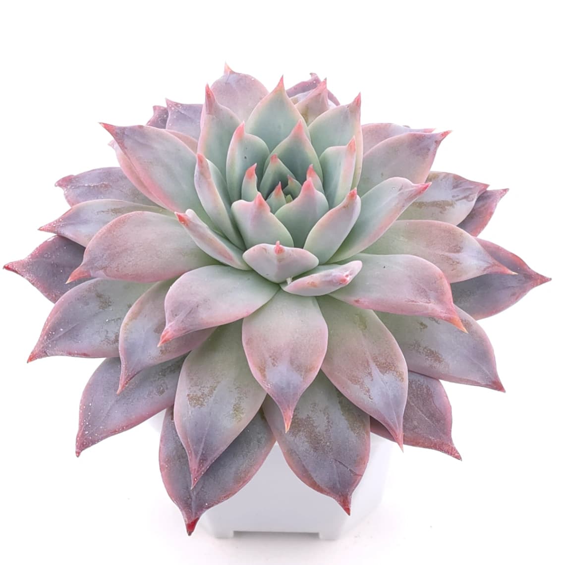 Echeveria ‘Polar Bear’ | 北極熊 - View 1
