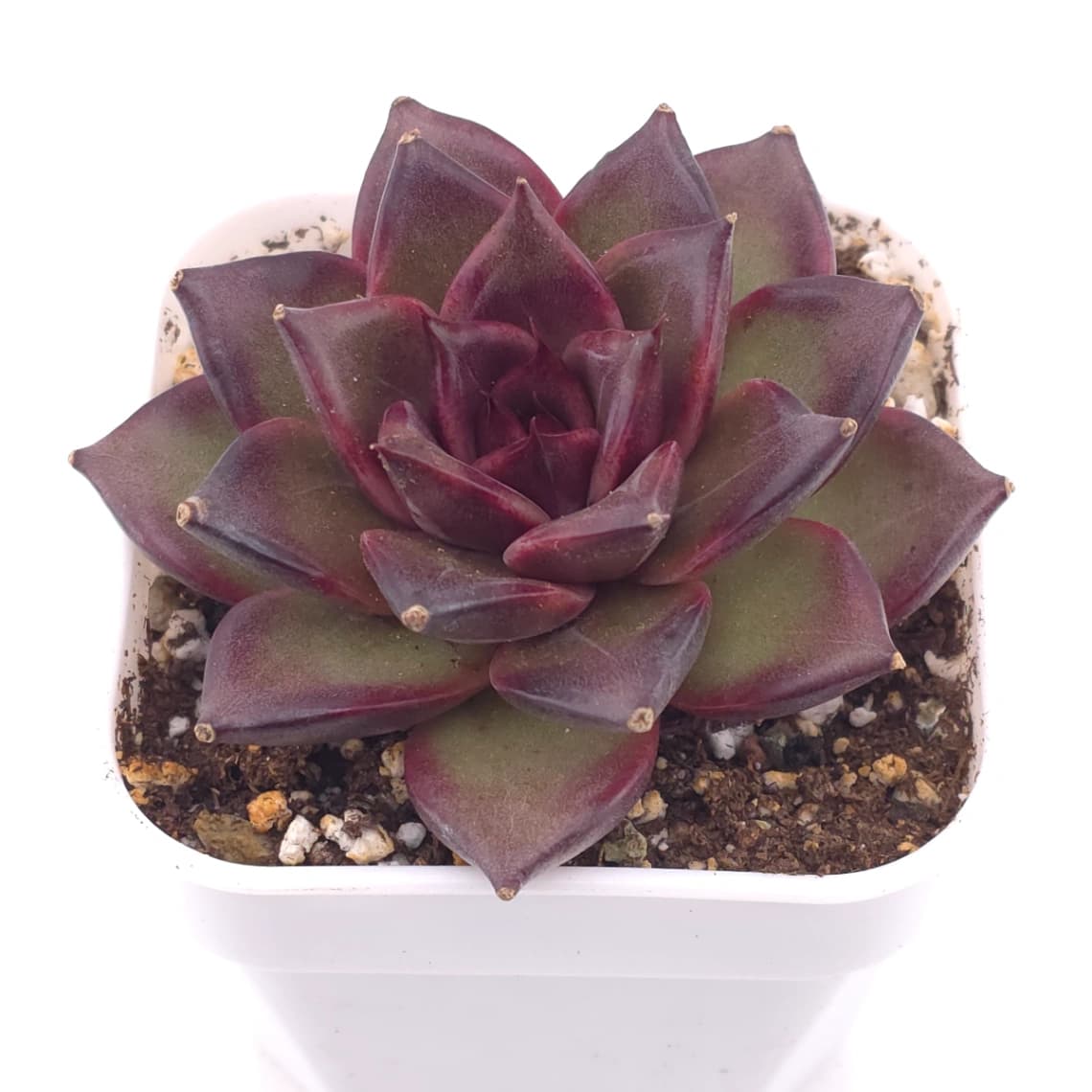 Echeveria ‘Profusion Rose’ | 豐沛玫瑰 - View 1