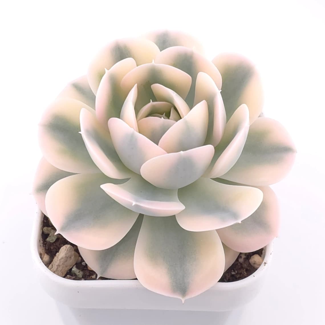 Echeveria runyonii variegated ‘Akaihoshi’ | 鲁氏錦 - View 1