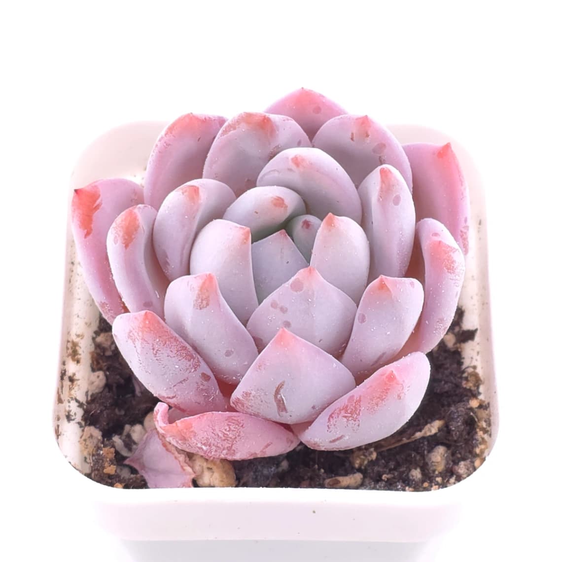 Echeveria ‘Sang-A’ | 嫦娥 - View 1