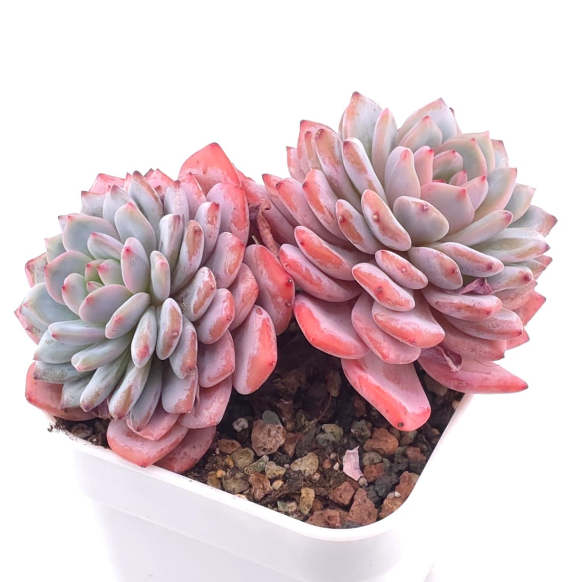 Echeveria ‘Star Orange’ | 星星橙 - View 1
