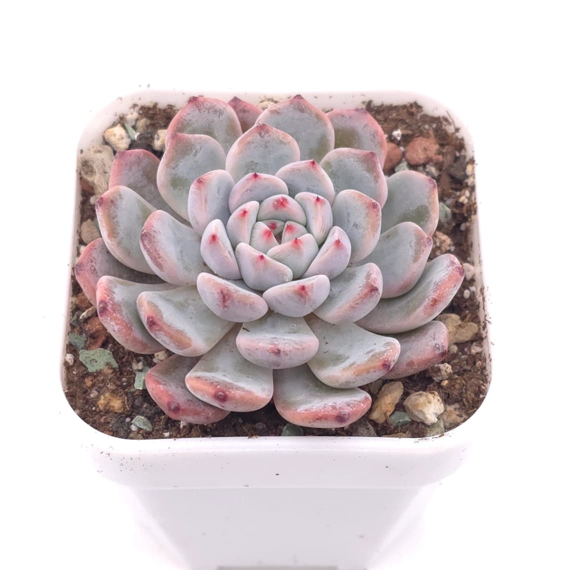 Echeveria ‘Viyant’ | 比安特雪爪 - View 1