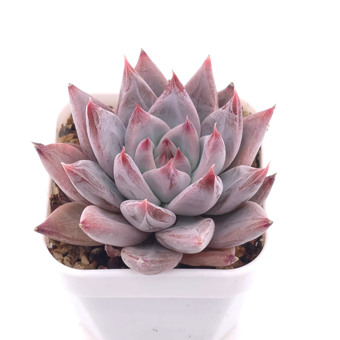 Echeveria ‘Zodiac Sign’ | 星辰之戀 - View 1
