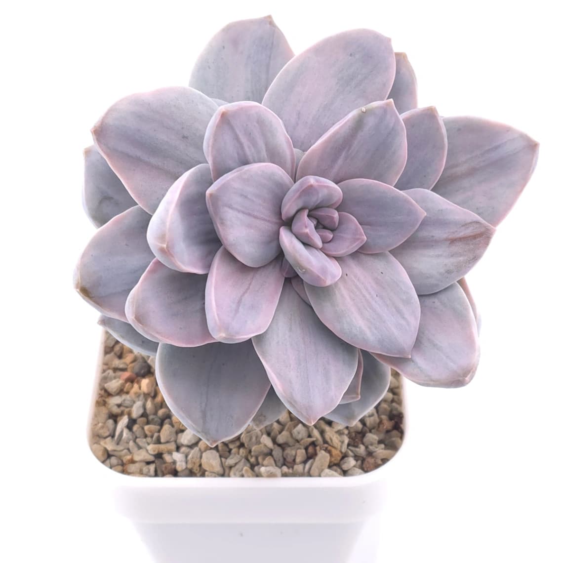 Graptopetalum pentandrum silverbum variegated | 華麗風車拉絲錦 - View 1