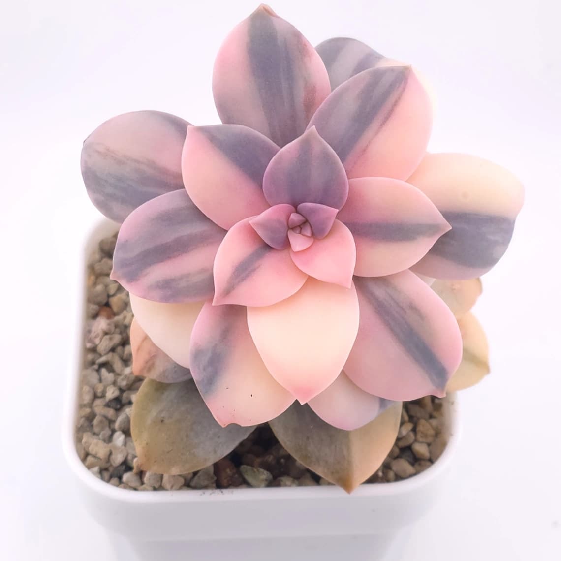 Graptopetalum pentandrum superbum variegated | 華麗風車錦 - View 1