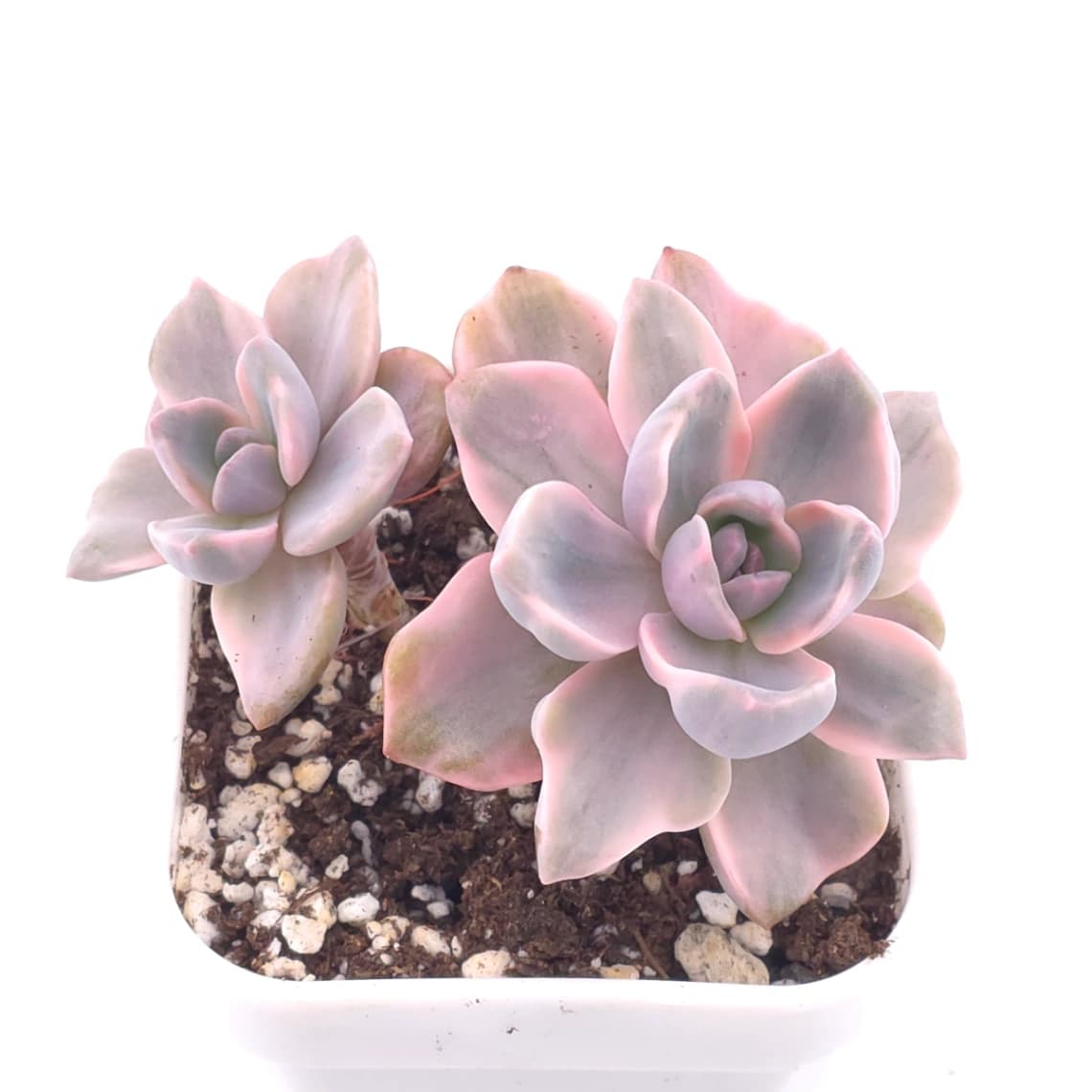 Graptoveria ‘Mrs Richard’ variegated | 彩虹糖錦