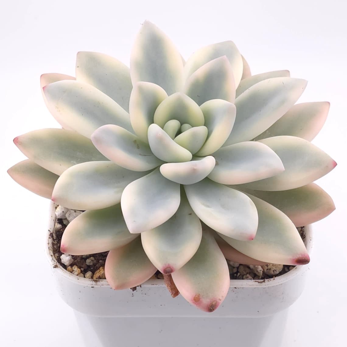 Graptoveria ‘Opalina’ variegated | 奥普琳娜錦 - View 1