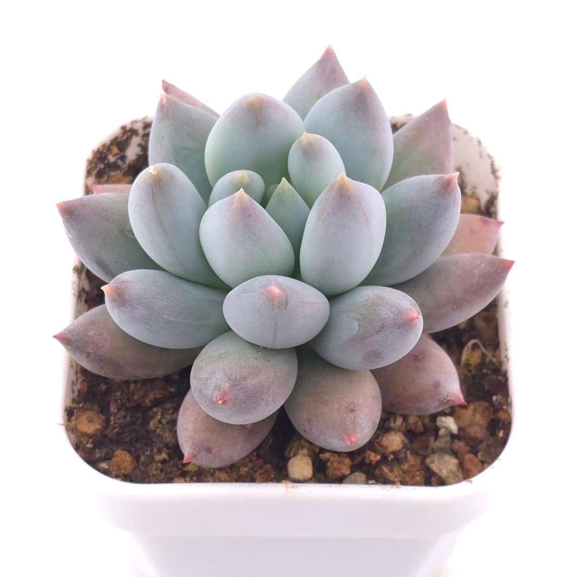Pachyphytum ‘Angel's Finger’ | 所羅門