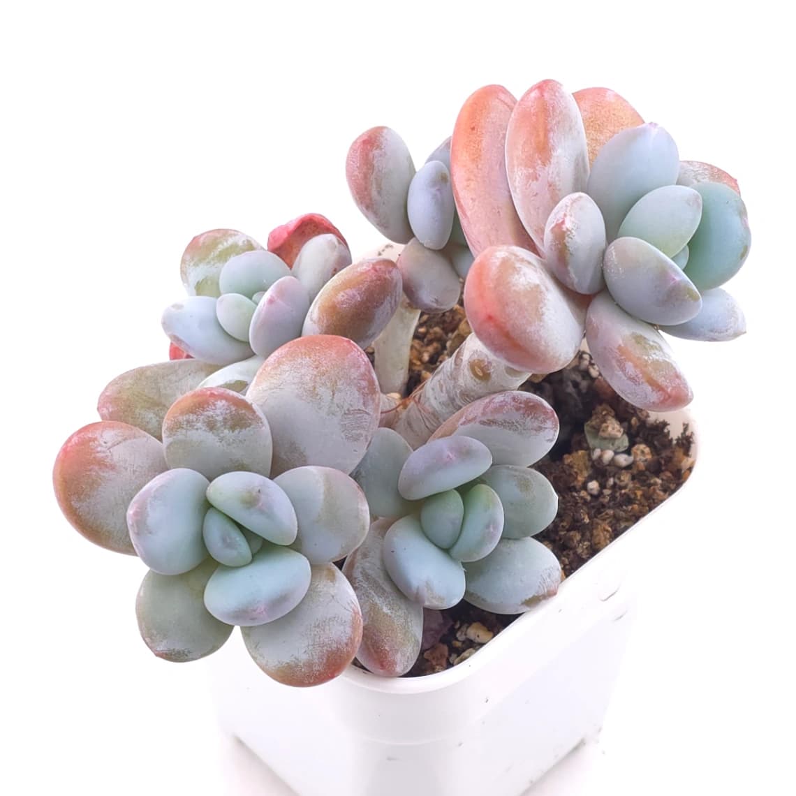 Pachyphytum ‘Cuicatecanum’ | 雪美人 - View 1