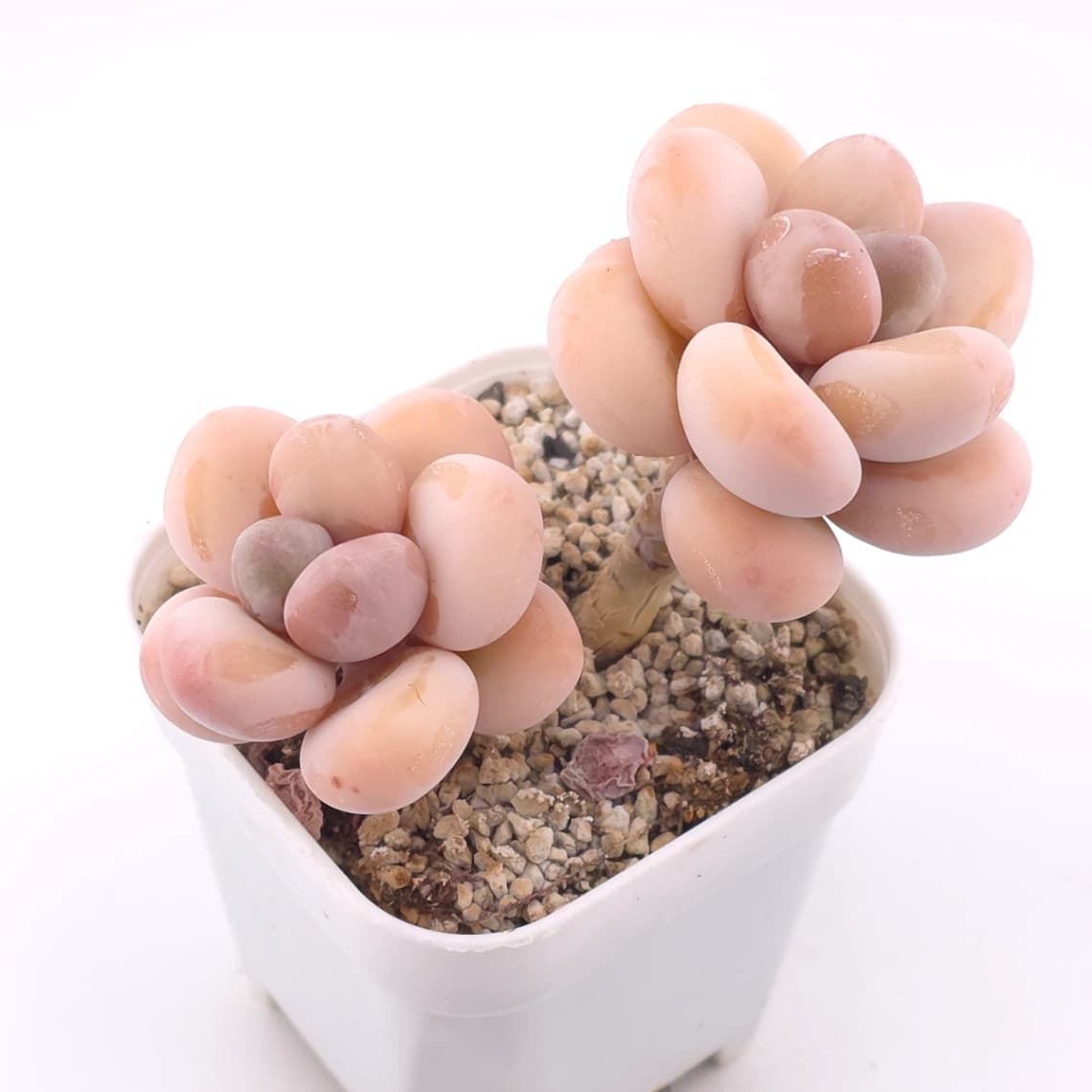 Pachyphytum oviferum ‘Moonstone’ | 桃美人
