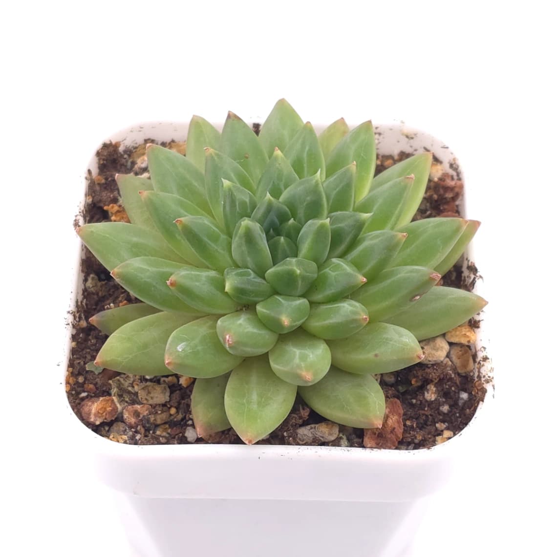 Pachyveria 'Dragonfly' | 蜻蜓 - View 1