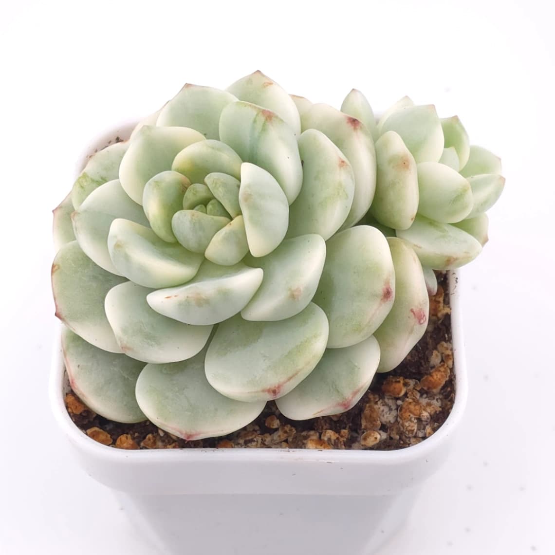 Sedeveria ‘Pudgy’ variegated | 香草比斯錦 - View 1