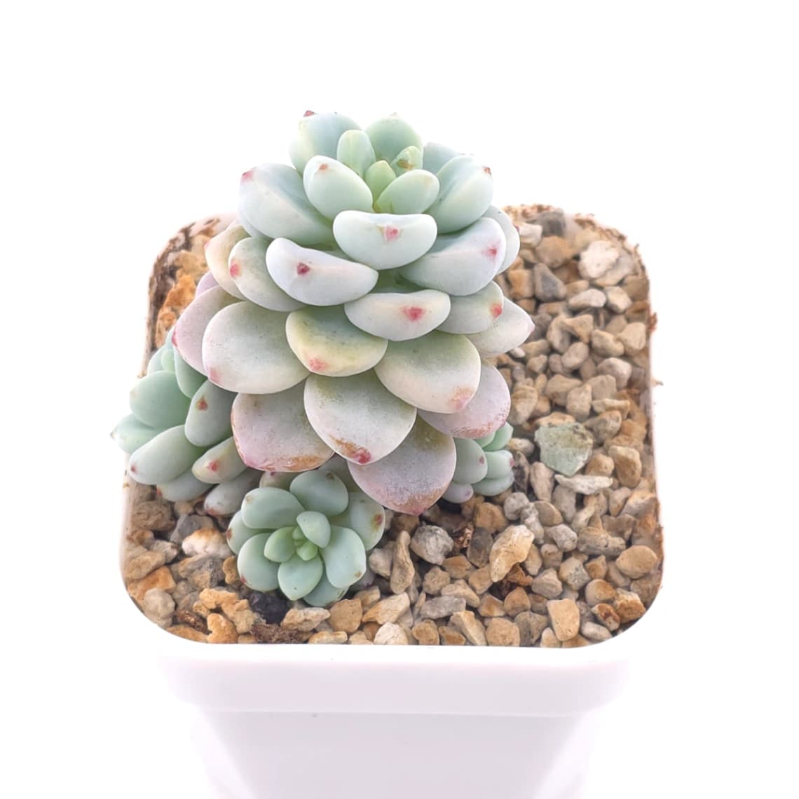 Sedum clavatum clsutering | 勞爾群