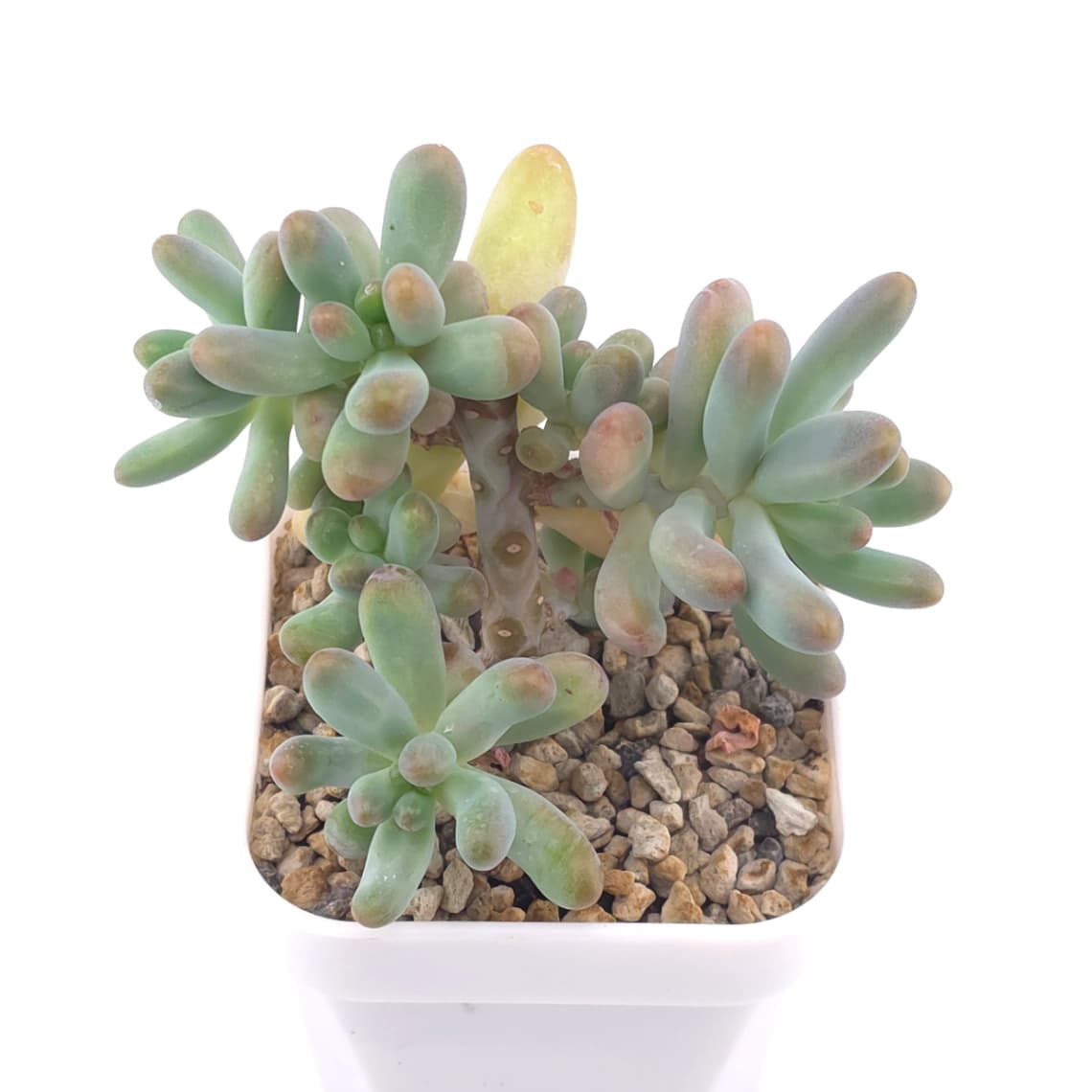 Sedum Pachyphyllum ‘Jelly Beans’ | 乙女心
